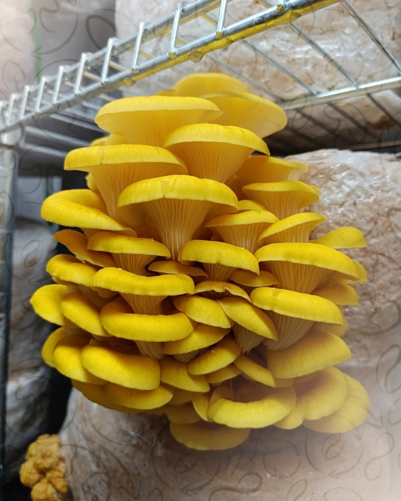 Pleurote jaune (Pleurotus citrinopileatus)