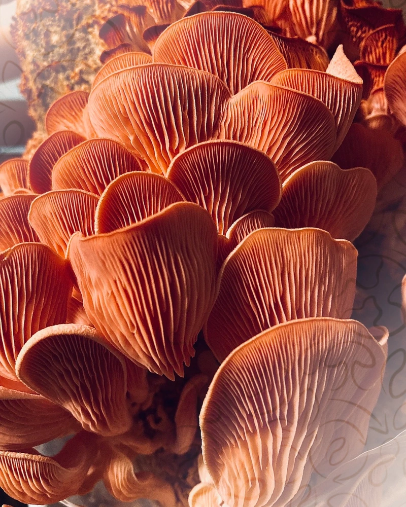 Pleurote rose (Pleurotus djamor)