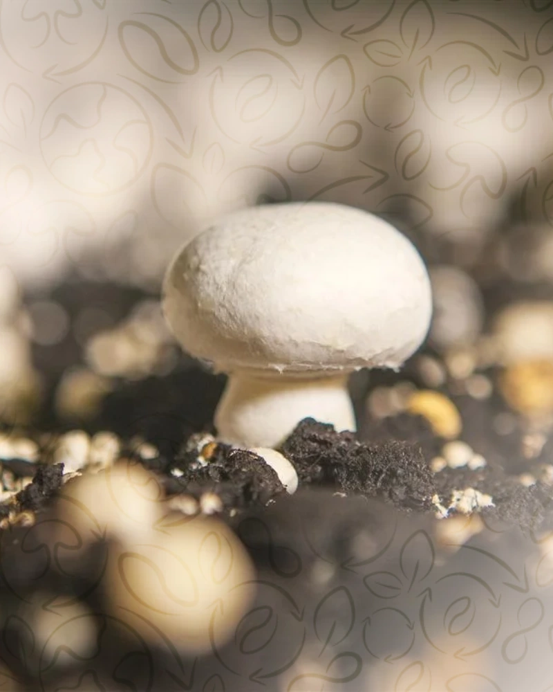 Terre de gobetage champignon